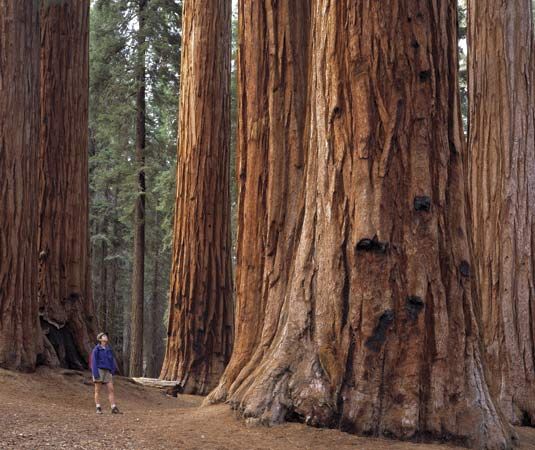 Sequoia National Park