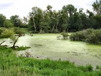 wetland