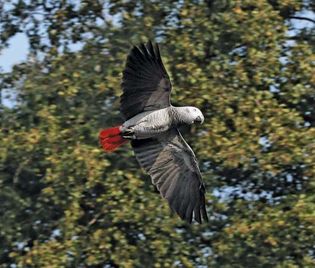 African gray parrot