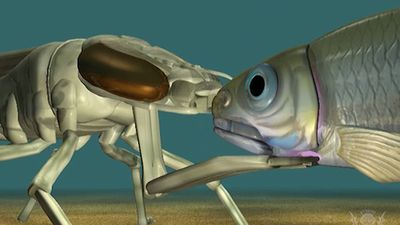 Watch an animation of an aquatic dragonfly larva extending its labial mask to catch prey