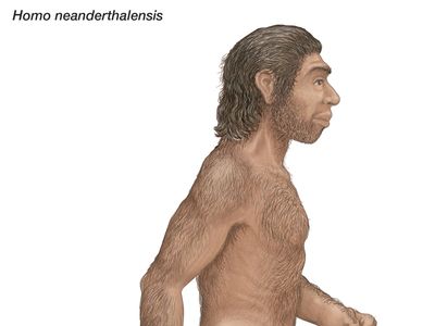 Homo neanderthalensis