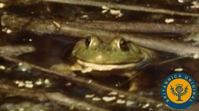 Follow an amphibian's life cycle from an underwater egg to a land-roving organism