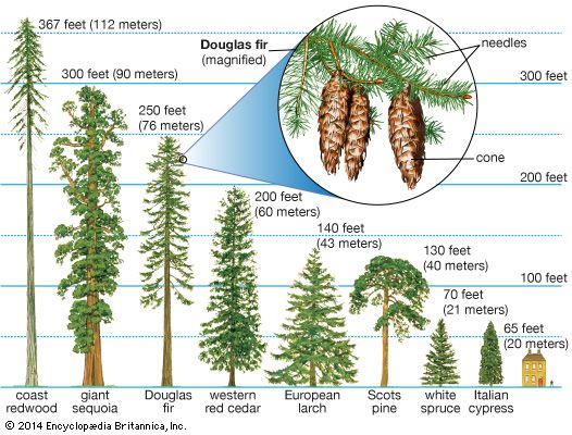 conifer heights