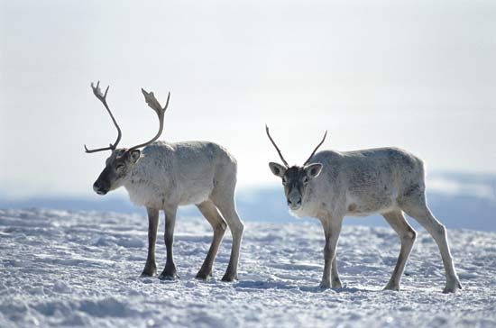 caribou in Labrador, Canada