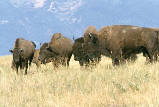 European bison (Bison bonasus)