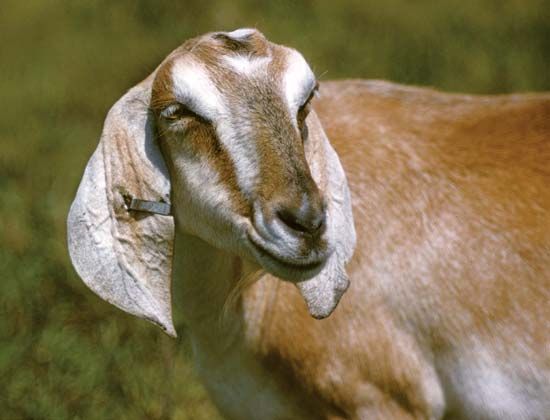 domestic goat