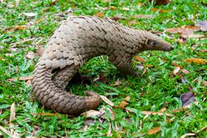 Sunda, or Malayan, pangolin