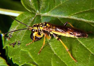 Sawfly