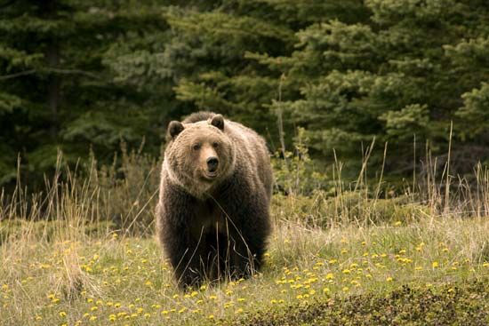 Jasper National Park: grizzly bear