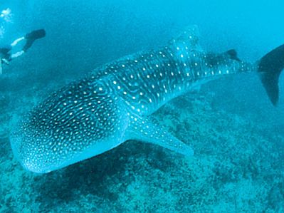 whale shark