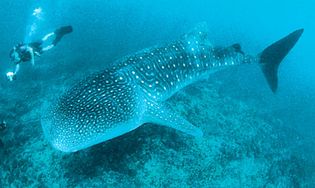 whale shark