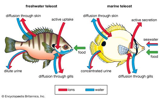 osmotic regulation