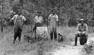 turpentine extraction workers