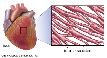 striated muscle in the human heart