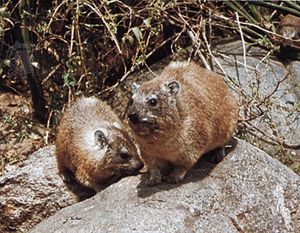 rock hyrax