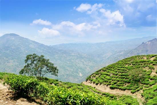 Java, Indonesia: tea plantation