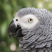 African gray parrot