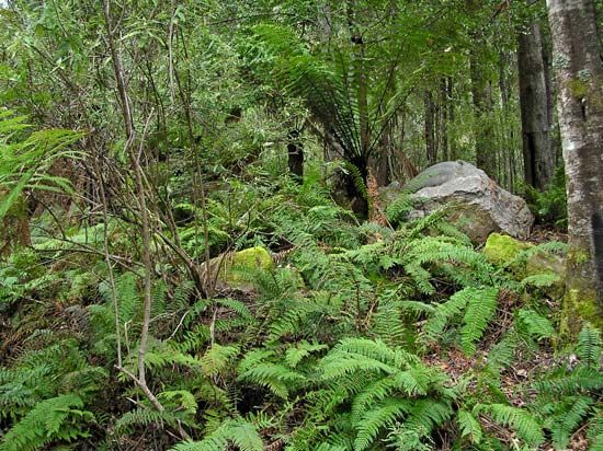 Tasmanian Wilderness