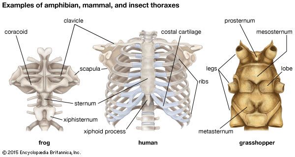 anatomical differences in thorax structure