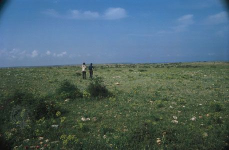 steppe grasslands