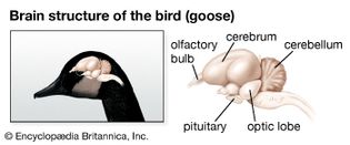 avian brain structure