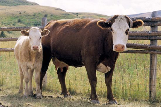 Hereford cow and calf