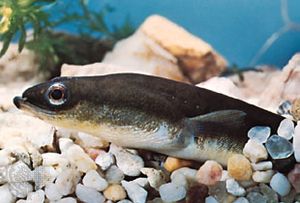 American eel (Anguilla rostrata)