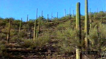 Behold Saguaro National Park plant life. such as the saguaro cactus, unique to the Sonoran Desert