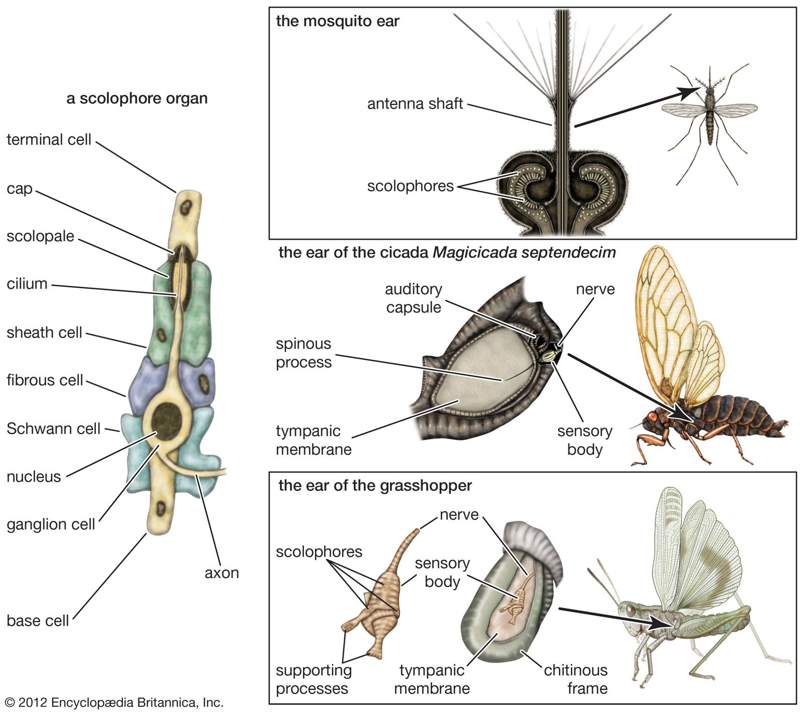 auditory mechanisms in insects