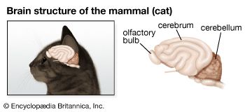 Brain structure of the cat