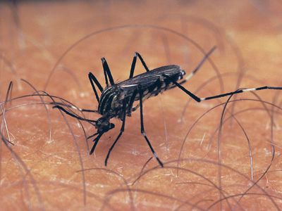 Aedes mosquito