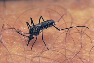 Aedes mosquito