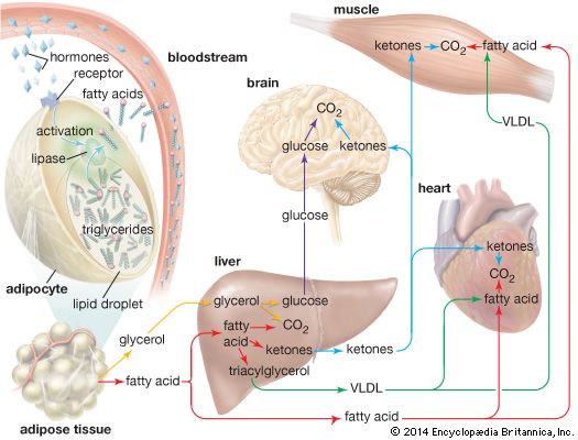 hormone signaling; adipose tissue