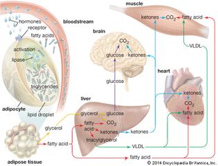 hormone signaling; adipose tissue