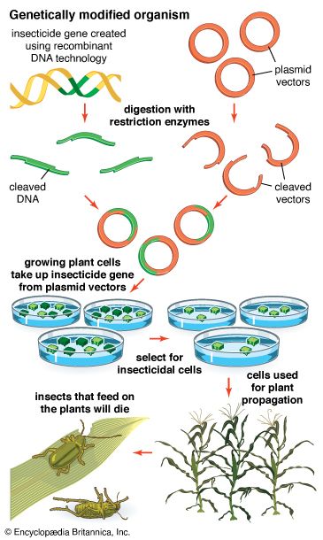 genetically modified organisms