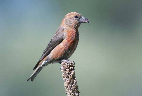 red crossbill