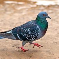 pigeon. pigeon and dove. member of the order Columbiformes, family Columbidae