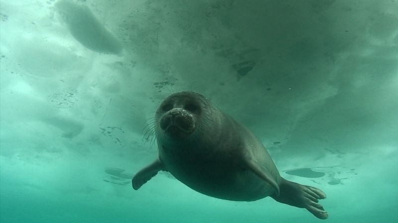 Visit Lake Baikal, a diverse and fecund freshwater ecosystem, home of the Baikal seal