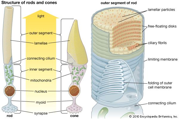 photoreceptor; rod and cone