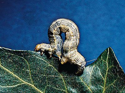 Omnivorous looper (Sabulodes caberata) larva