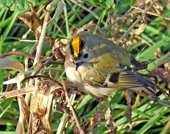 goldcrest