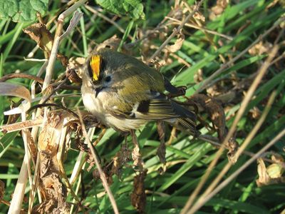 goldcrest