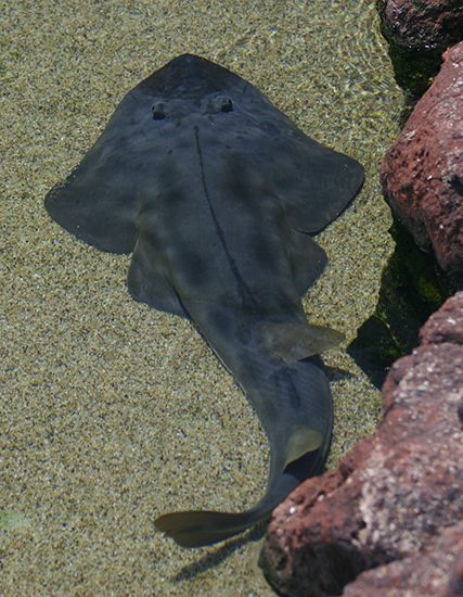 shovelnose guitarfish