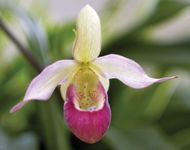 showy lady's slipper