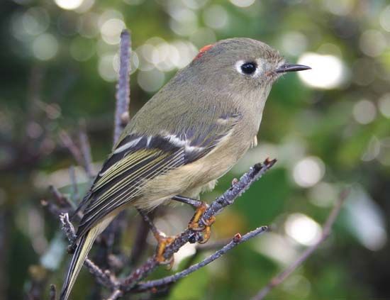 ruby-crowned kinglet