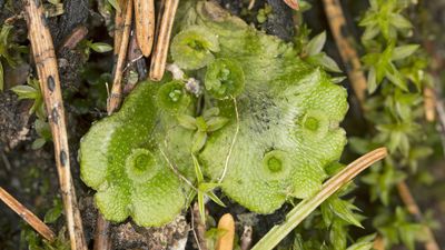 Learn about the history and reproduction of these strange-looking plants