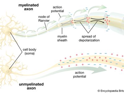 neuron; conduction of the action potential