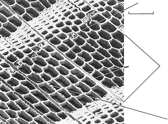 redwood: scanning electron micrograph