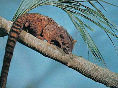 African palm civet (Nandinia binotata).