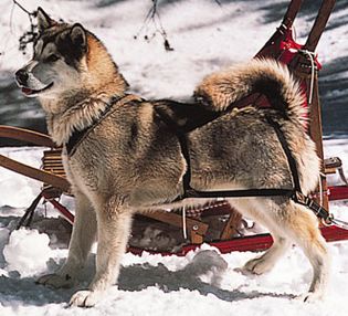 Alaskan Malamute